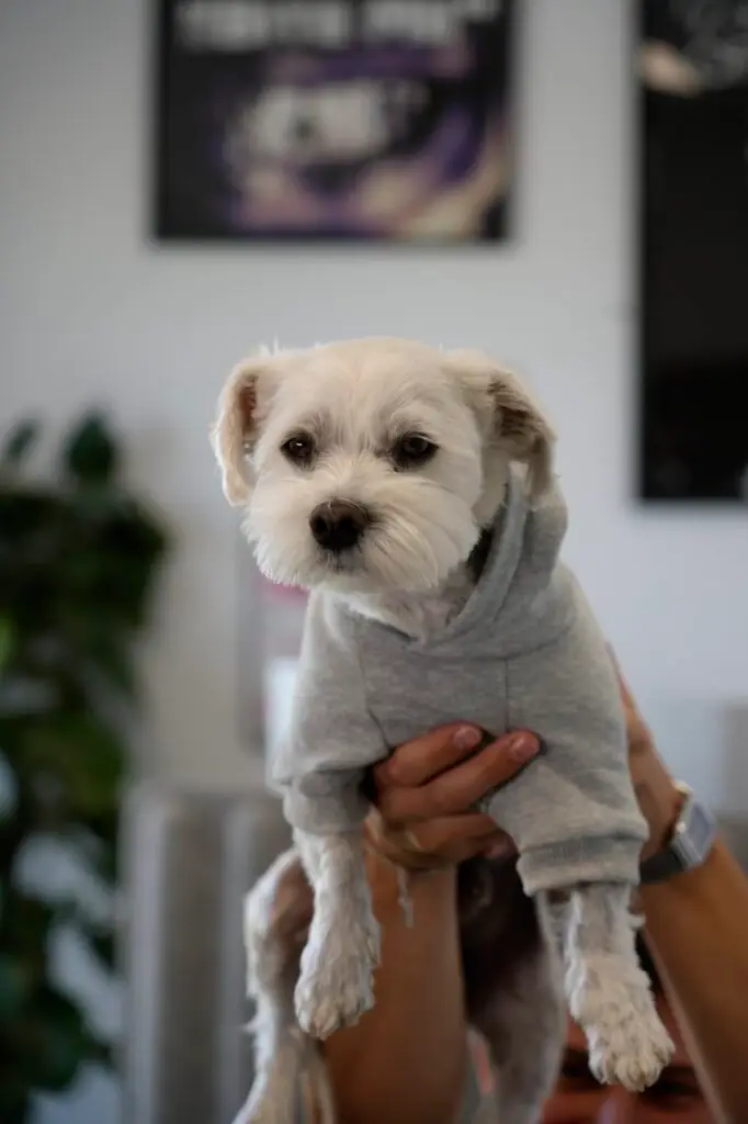 Bürohund Mikey