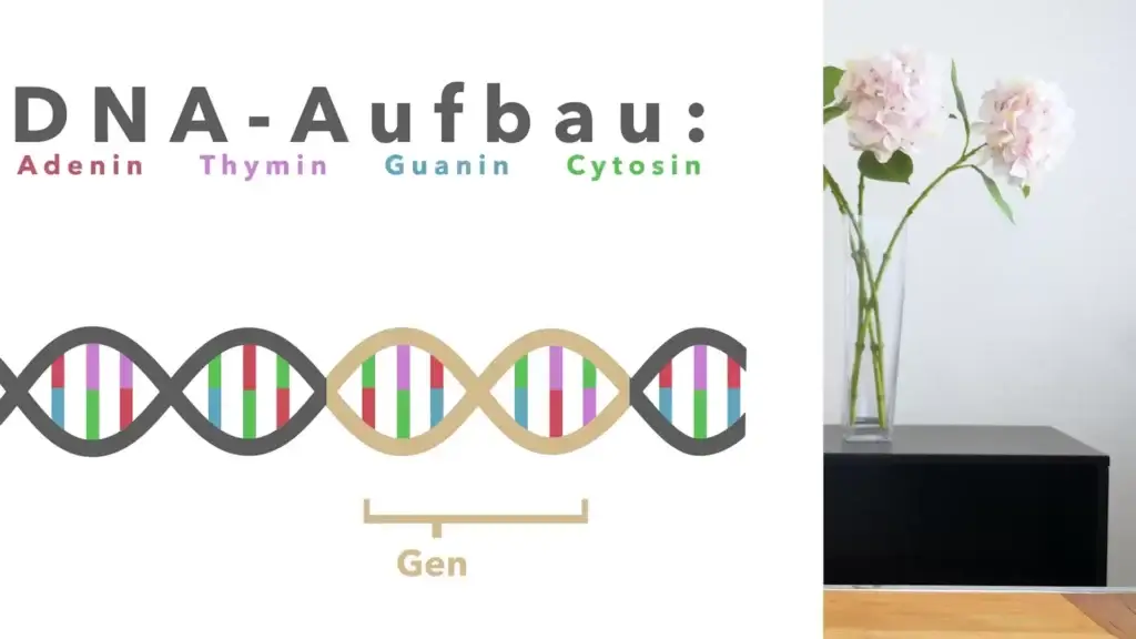 Beauty Gen Checkup, Online-Kurs